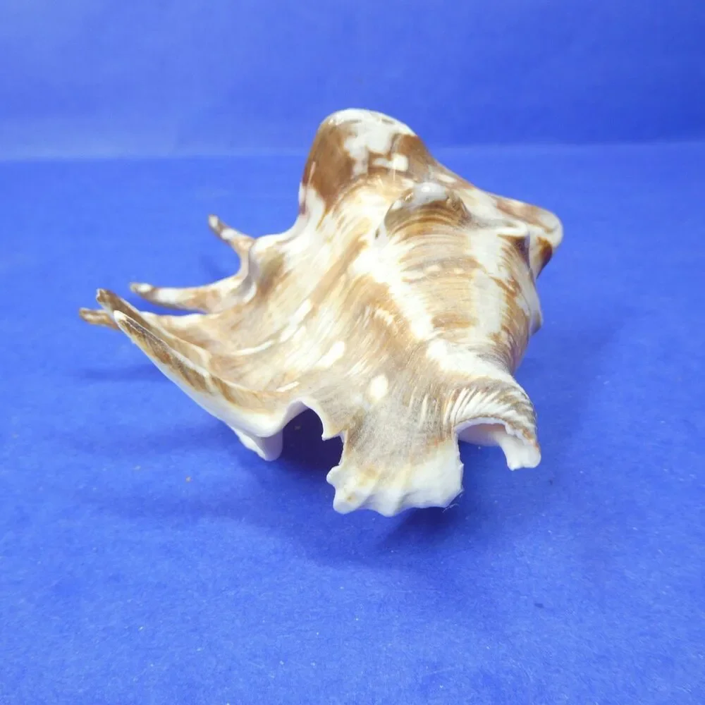 Lambis Shell Seashell 5.5